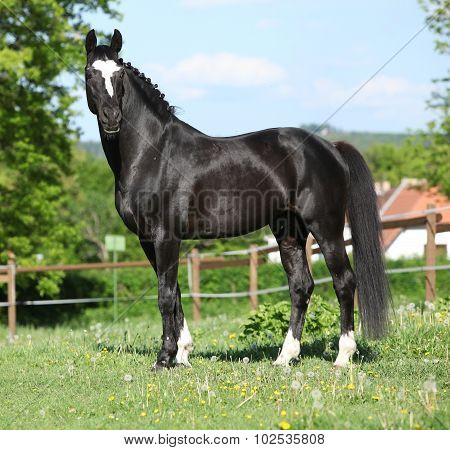 Beautiful Kwpn Stallion On Pasturage