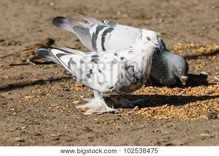 Pigeons eat wheat