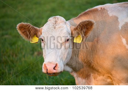 Brown And White Dairy Cow In Pasture, Czech Republic