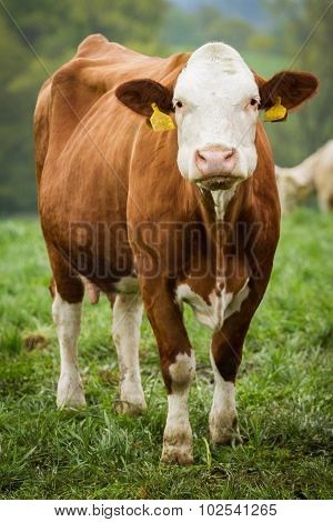 Dairy Cows In Pasture
