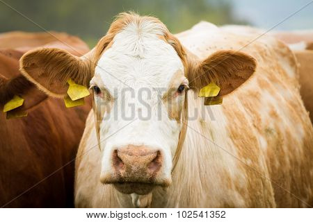 Dairy Cows In Pasture