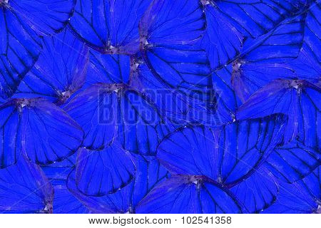Orange Albatross Butterfly (appias Nero)
