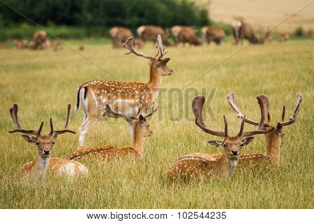 Herd Of Fallow Deer