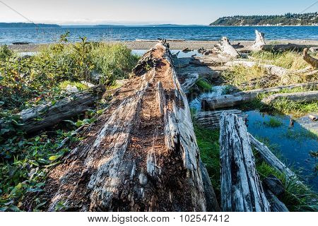 Seahurst Beach Log