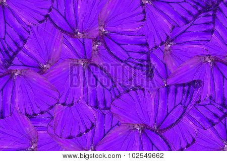 Orange Albatross Butterfly (appias Nero)