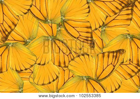 Orange Albatross Butterfly (appias Nero)