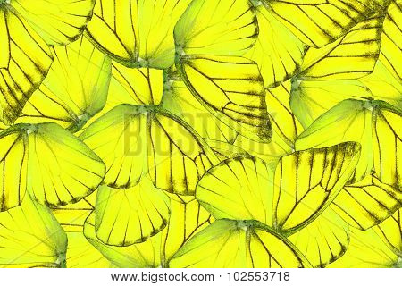 Orange Albatross Butterfly (appias Nero)