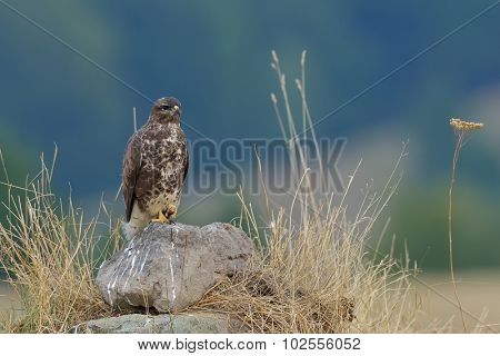 common buzzard in natural habitat (buteo buteo)