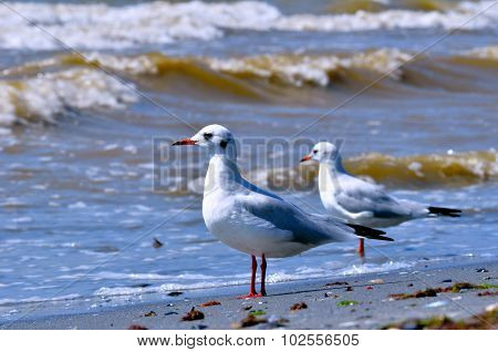 Seagulls On A Sandy Beach And Sea Surf