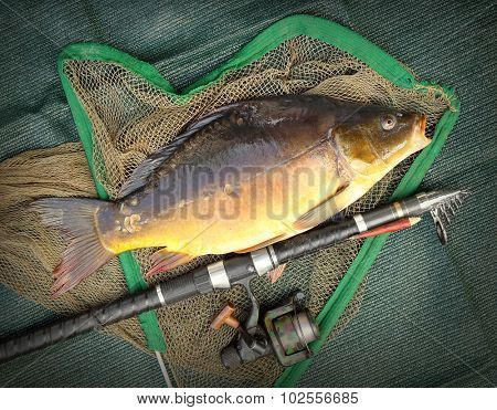 Fishing catch. The Common Carp ( Cyprinus Carpio ). In Central Europe ( Poland and Czech Republic ), fish is a traditional part of a Christmas Eve dinner. 