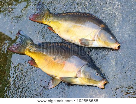 Fishing catch. The Common Carp ( Cyprinus Carpio ). In Central Europe ( Poland and Czech Republic ), fish is a traditional part of a Christmas Eve dinner. 