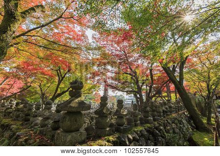 Superb View, Fall Color At Adashino Nenbutsu-ji, Japan In The Autumn