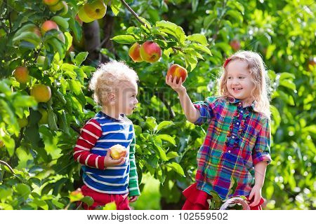 Kids Picking Fresh Apples From Tree In A Fruit Orchard