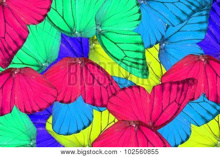 Orange Albatross Butterfly (appias Nero)