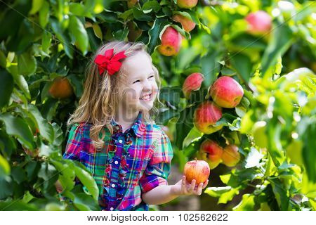 Little Girl Picking Apples From Tree In A Fruit Orchard