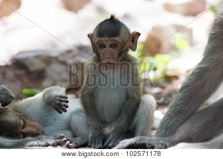 Cute monkeys