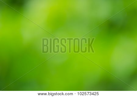 Background Texture Leaves