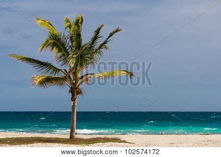 Palm Tree