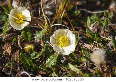 Mountain Avens (dryas Octopetala) Blossoming During Arctic Summer, Svalbard