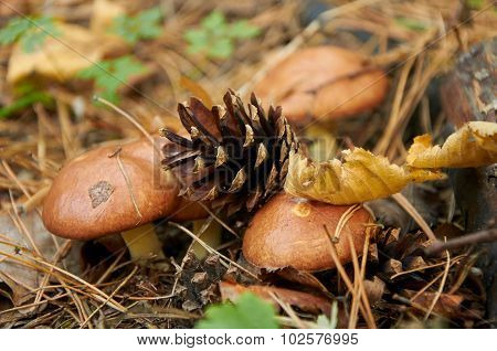 Four Small Suillus Luteus Mushrooms
