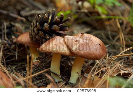 Three Small Suillus Luteus Mushrooms