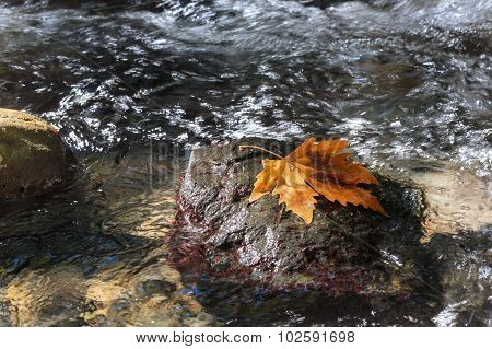 Autumn. Sycamore Leaf On The Stone In Stream.
