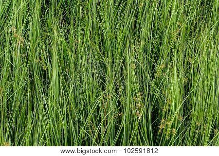 Nut Grass, Purple Nutsedge, Nutsedge, Cocograss
