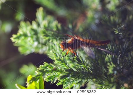 beautiful dragonfly on softwood branch. close