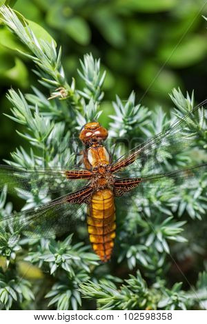 beautiful dragonfly on softwood branch. close