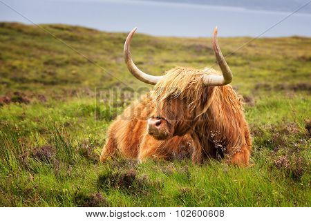 Highland cow on the Isle of Skye, Inner Hebrides, Scotland.