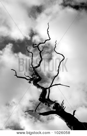 Árbol torcido