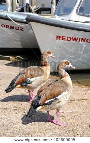 Two Egyptian geese on riverbank.