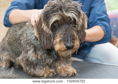 The Dachshund Is Sadly Looking At The Camera