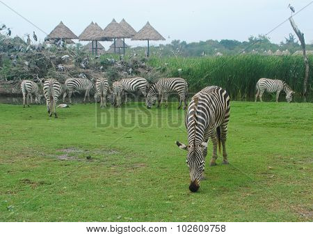 Zebra eating grass
