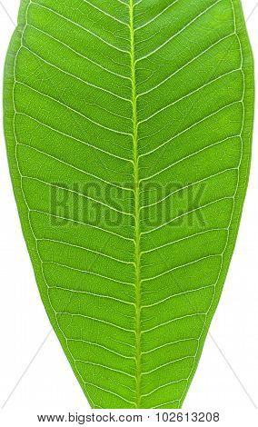 Leaf Isolated