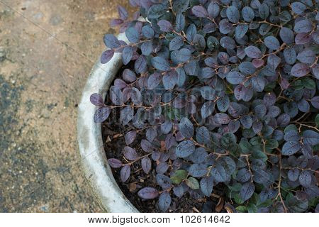 Flowers In Flowerpot