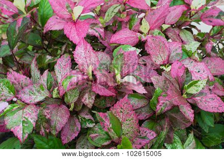 Flowers In Flowerpot