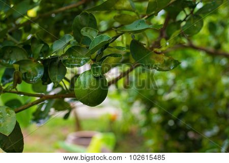 Lemon Tree