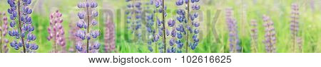 Panorama of a summer field garden.