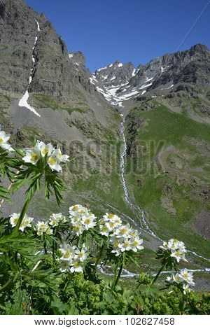Mountain Landscape With White Flowers