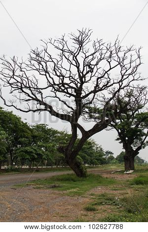 Tree Old