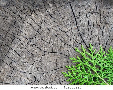 Pine on old wood