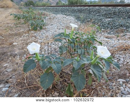 Datura Plant