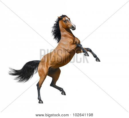 Bay horse rearing - isolated on a white background