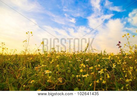 Flower Meadow At Sunset