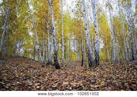 autumn landscape