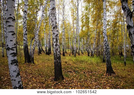 autumn landscape