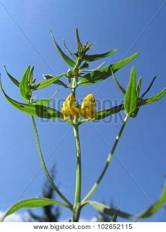 Wild yellow flowers, cow wheat, Melampyrum herbichii