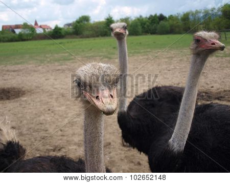 Ostriches
