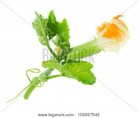 Baby Zucchini With Flower Isolated